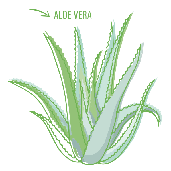 Aloe Vera-  MT Naturprodukte